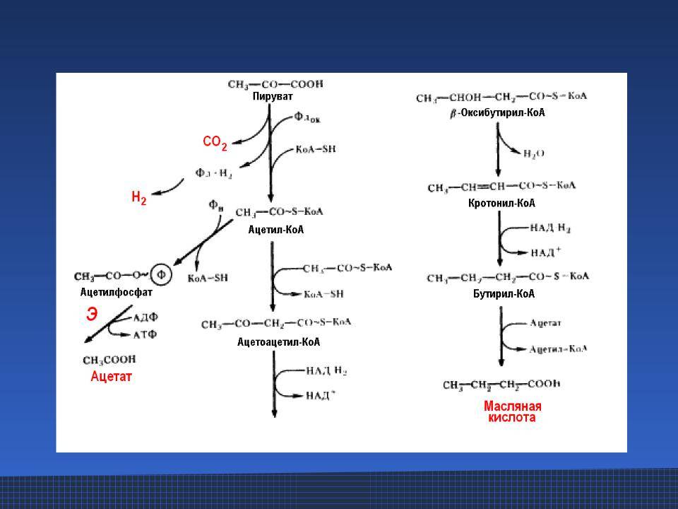 Особенности и применение маслянокислых бактерий