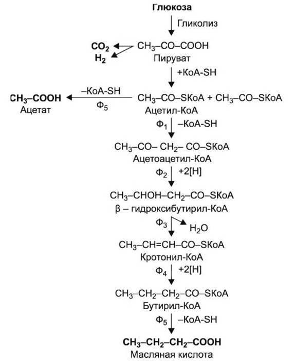 Реферат: маслянокислые бактерии как продуценты кислот
