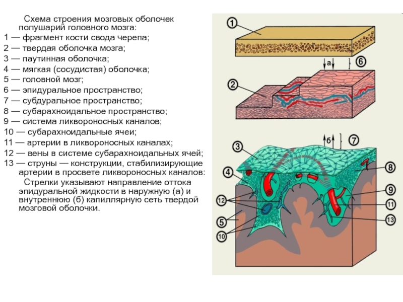 Оболочки спинного мозга человека