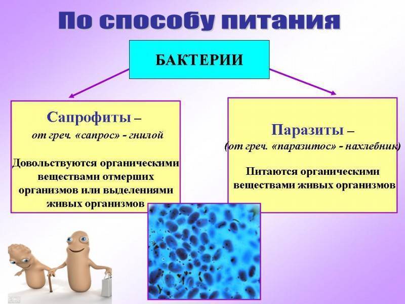 Царство бактерий, строение и жизнедеятельность мельчайших организмов