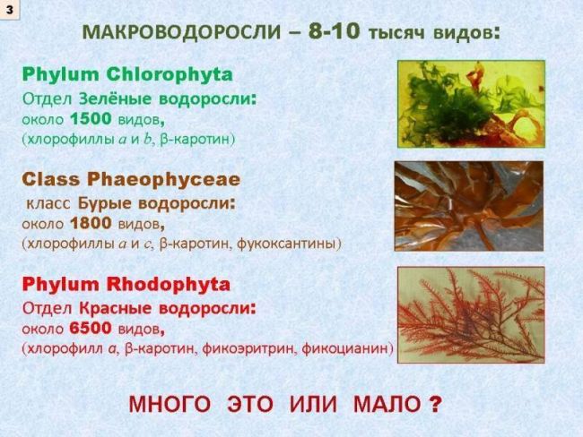 Вредные бактерии – возбудители болезней человека