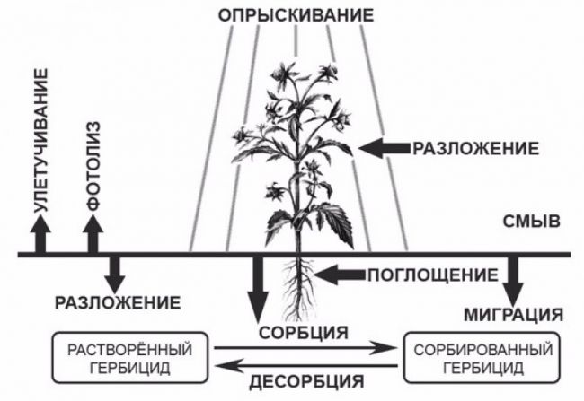 Гербицид арсенал