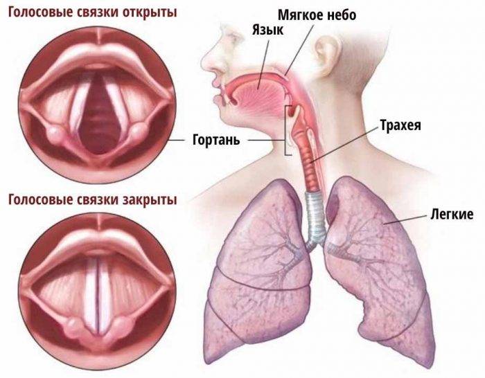 Если пропал голос, как срочно восстановить его