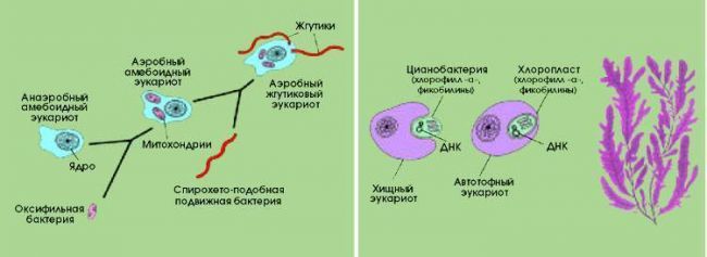 Основные виды деления бактерий и факторы ограничения роста популяции