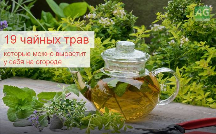 Применение трав и сборов при лечении бронхита у взрослых: виды, особенности, рецепты