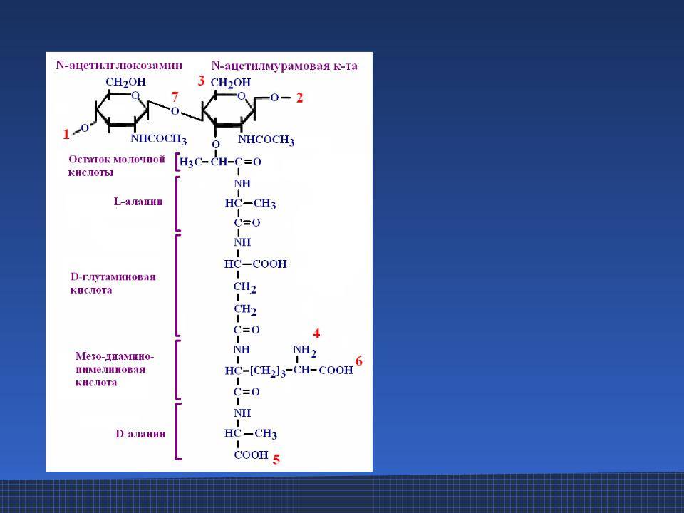 Молочное брожение глюкозы формула. брожение молочнокислое: технология и необходимое оборудование. гетероферментативное молочнокислое брожение