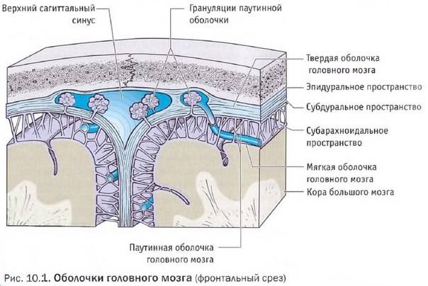 Морган э. дж. клиническая анестезиология. книга 1 - файл ?????? - ??????????? ?????????????? ????? 1.doc