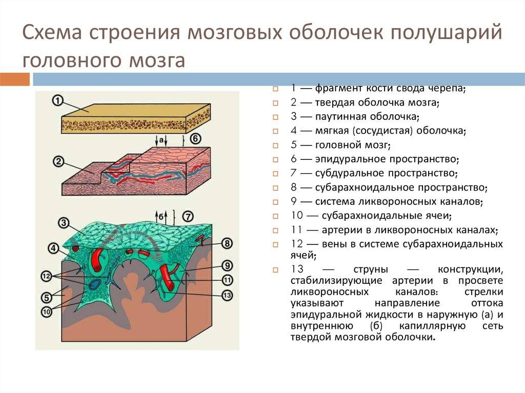Анатомия эпидурального пространства - морган э. дж. клиническая анестезиология. книга 1 - ?????? - ??????????? ??????????????...