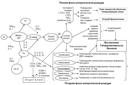 Базисная терапия аллергической, инфекционной и смешанной бронхиальной астмы