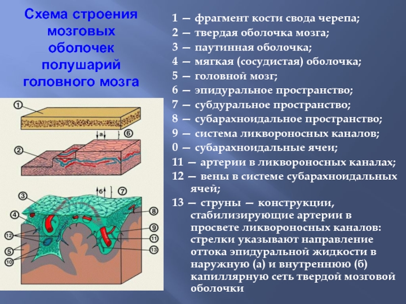 Анатомия: оболочки спинного мозга. твердая оболочка, паутинная оболочка, мягкая оболочка спинного мозга