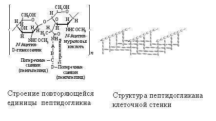 Маслянокислое брожение глюкозы