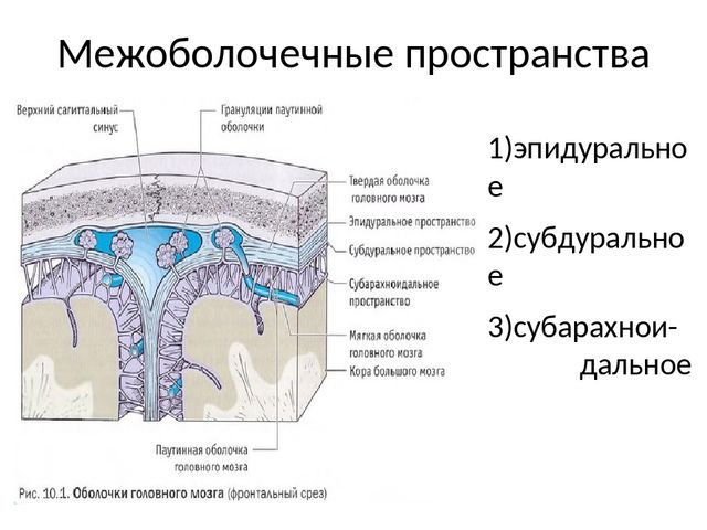 Анатомия эпидурального пространства - морган э. дж. клиническая анестезиология. книга 1 - ?????? - ??????????? ??????????????...
