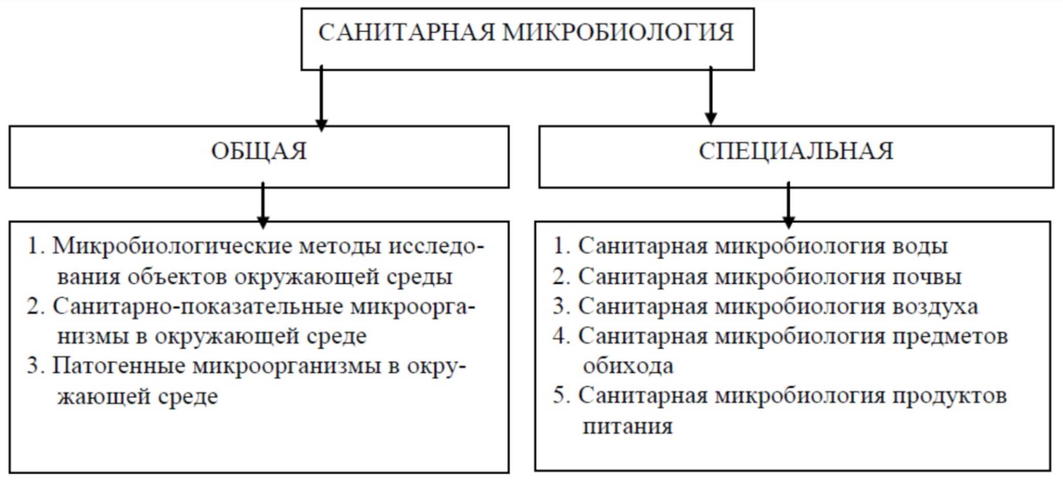 Любители тепла – термофильные свободноживущие бактерии