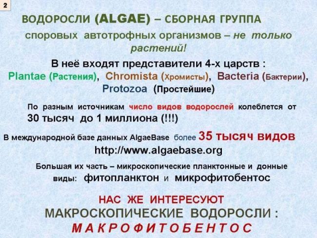 Какова роль гнилостных бактерий в природе и жизни человека