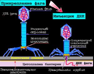 Питание термофильных бактерий и вызываемые ими процессы