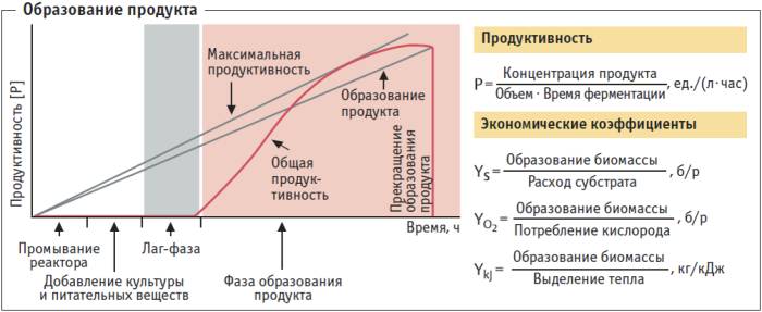 Роль бактерий в изготовлении кисломолочных продуктов