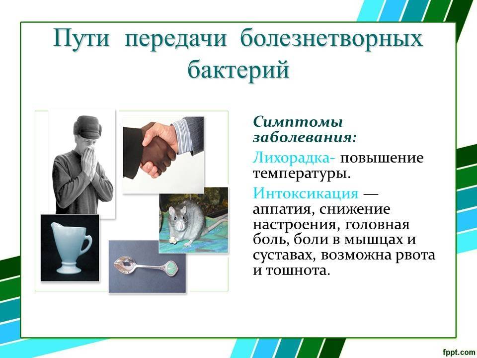 Вирусы, микробы и бактерии: в чем отличия?