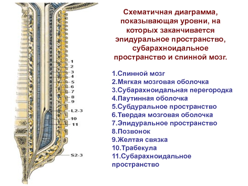 Анатомия: оболочки спинного мозга. твердая оболочка, паутинная оболочка, мягкая оболочка спинного мозга