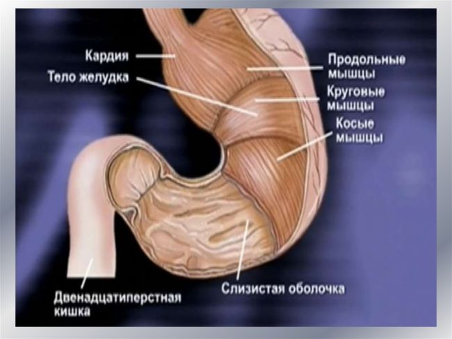 Питание при эрозивном гастрите и меню на неделю в стадии обострения
