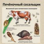 Признаки появления печеночного сосальщика у человека: симптомы и лечение