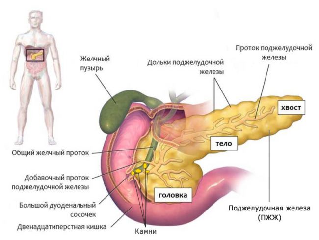 Болезни печени желчного пузыря поджелудочной железы лечение