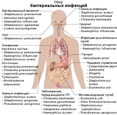 Вирусы и бактерии