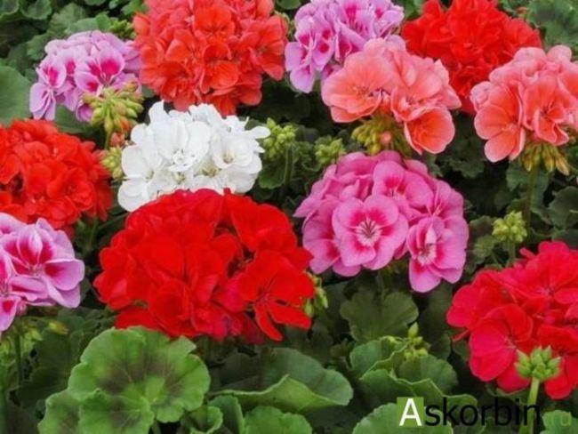 Колломак