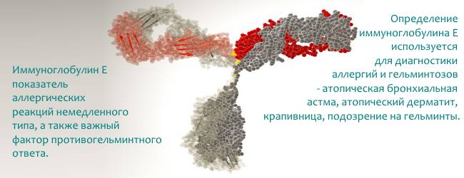 Расшифровка анализа на иммуноглобулин е