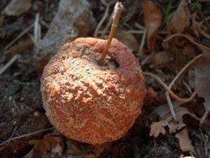 Почему бактерии называют санитарами нашей планеты