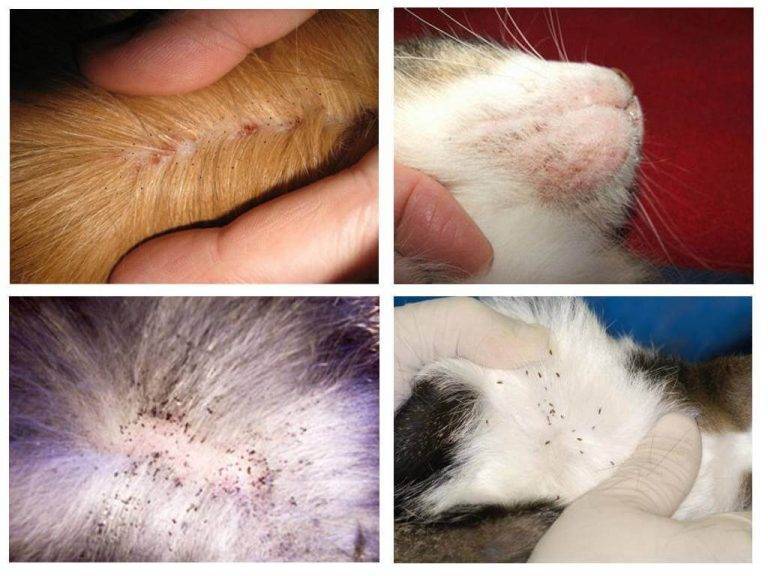 Инструкция по применению Фронтлайн капли