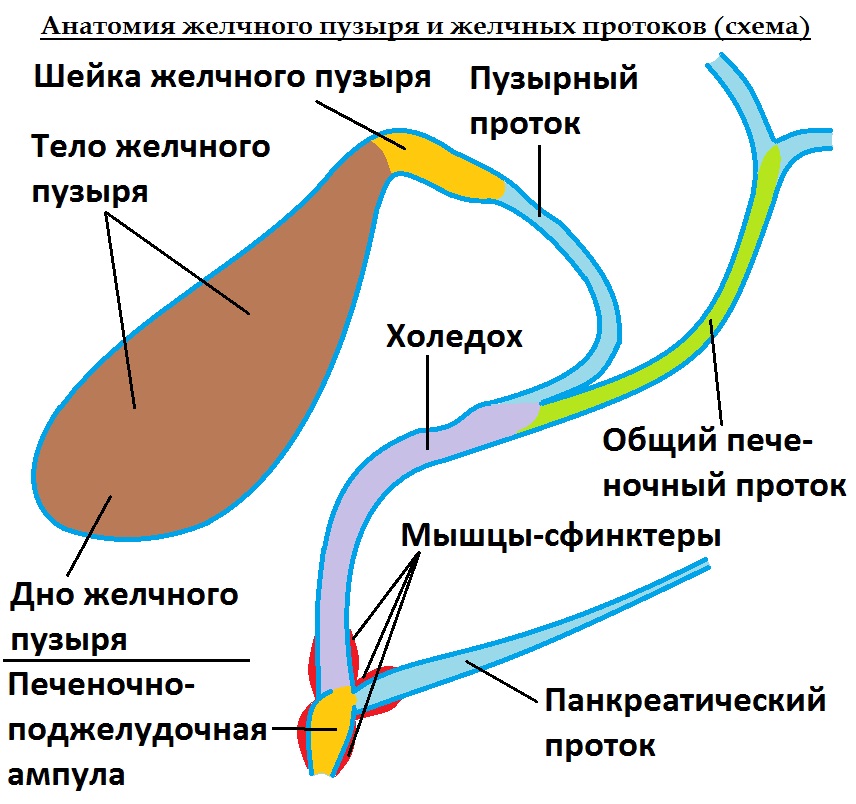 Принципы питания при желчном застое