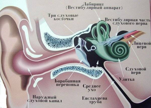 Нейросенсорная тугоухость: основные принципы диагностики и лечения