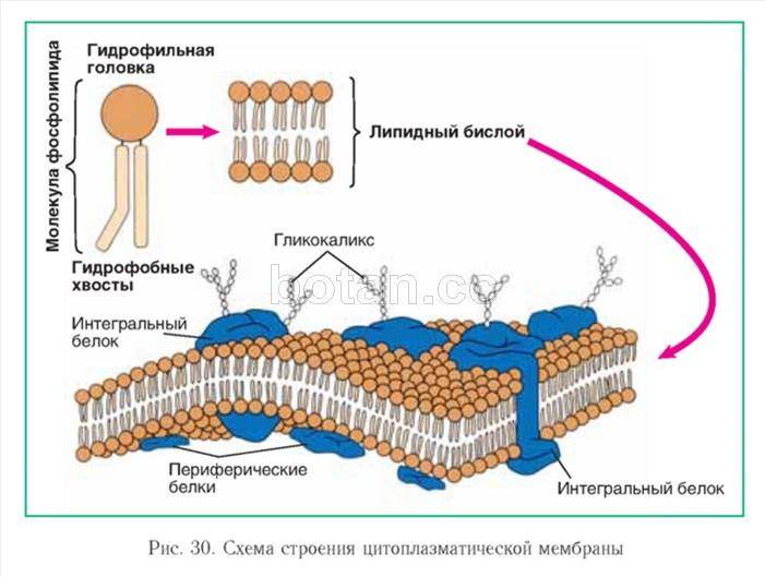 Функции бактерий с различных точек зрения