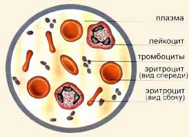 Форменные элементы крови