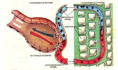 Как вылечить бронхит и избавиться от кашля быстро?