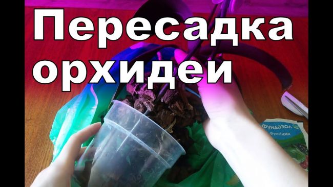 Фундазол: инструкция по применению, отзывы когда обрабатывать,