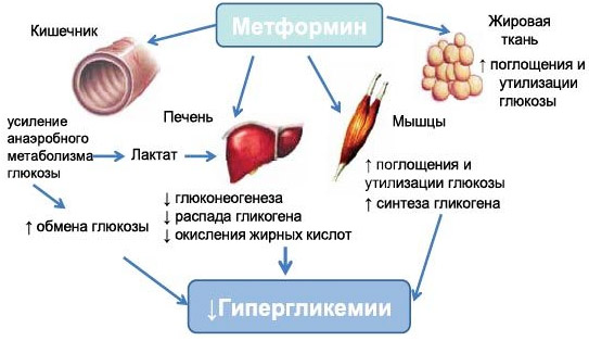 Метформин: как принимать, чем заменить, противопоказания