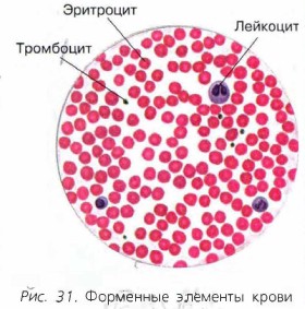 Как выглядит плазма крови