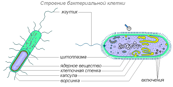 Какие бактерии являются санитарами нашей планеты?