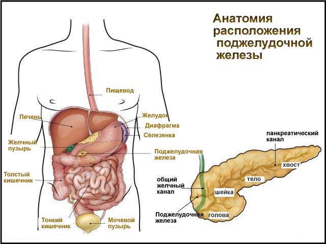 Профилактика и лечение заболеваний поджелудочной железы и печени