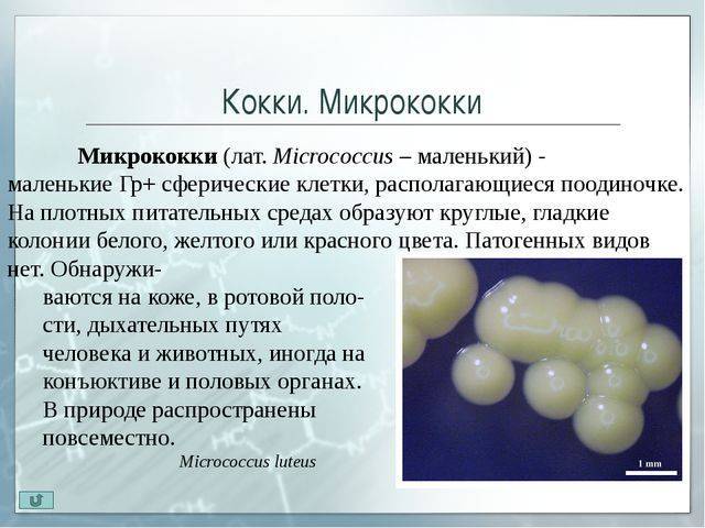 Грамположительные кокки