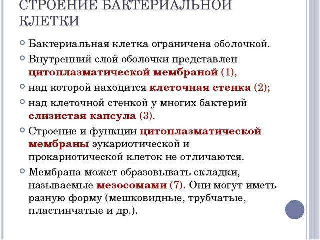 Бактерии. строение бактериальной клетки. формы. фото