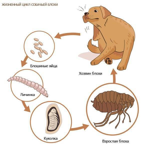 Инструкция по применению Фронтлайн капли