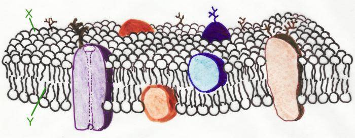 Как соотносится строение бактериальной клетки и ее функции