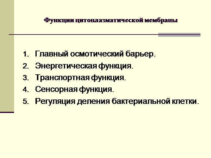 Мембрана бактерии: строение, особенности, функционал