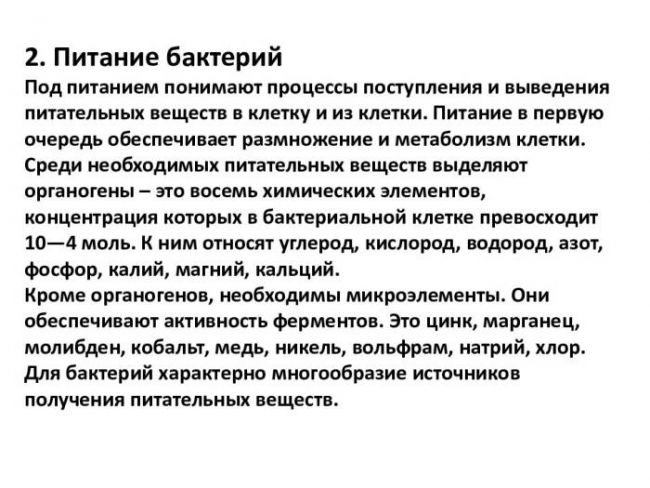 Бактерии: питание, дыхание, ферменты и пигменты. фото