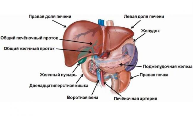 Лечение при заболевании желчного пузыря и поджелудочной железы