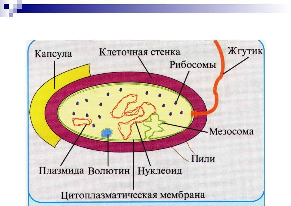 Строение бактерий