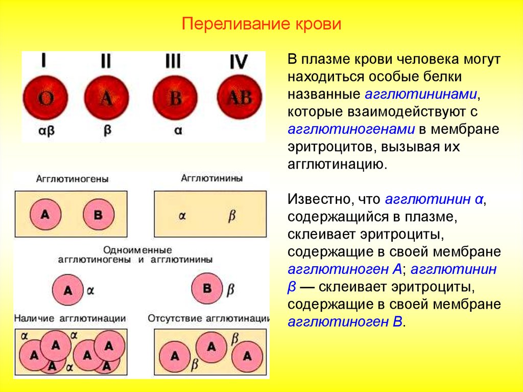Плазма крови: составные элементы (вещества, белки), функции в организме, использование