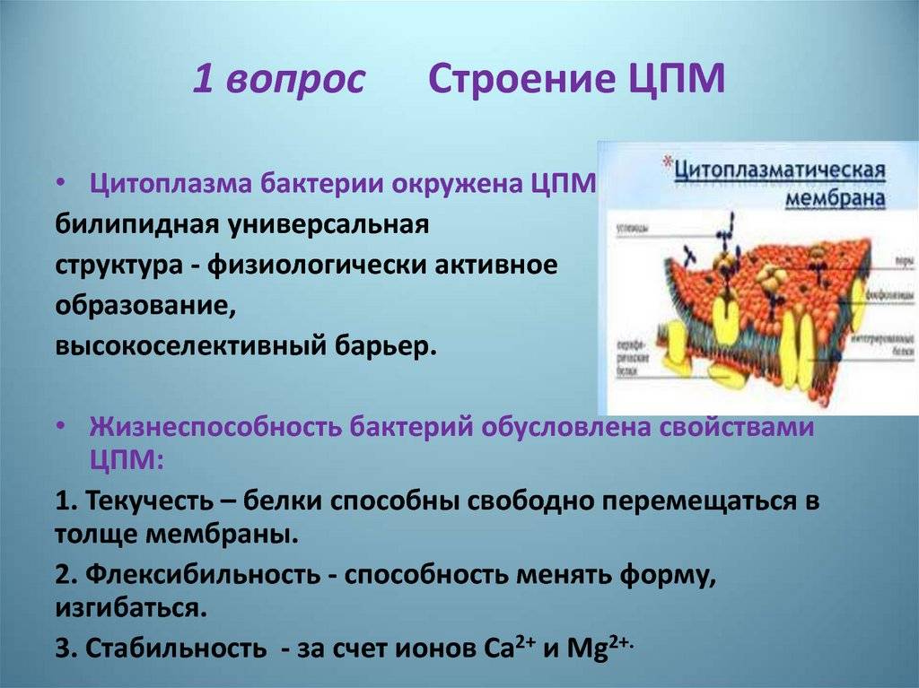 Состав клетки бактерии и функции  цитоплазмы